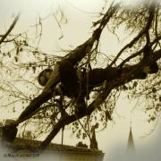 _Extension
