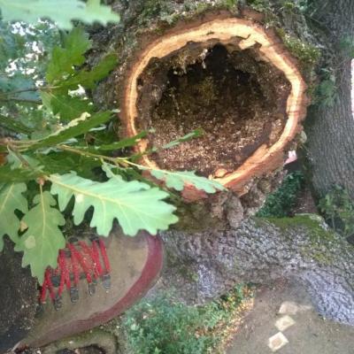 Les arbres malades